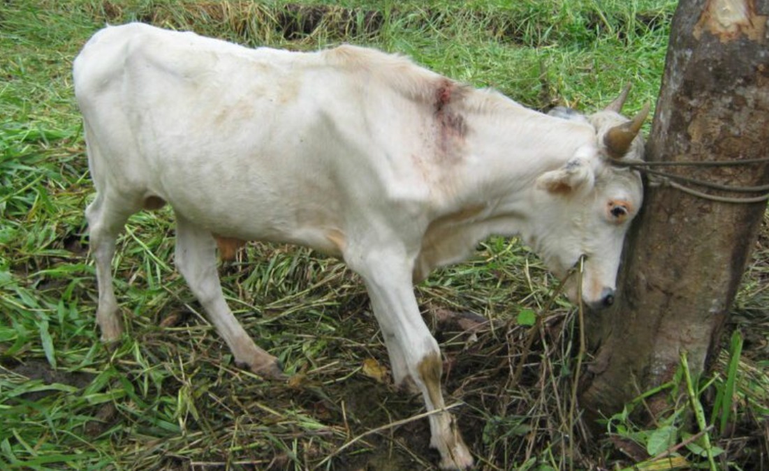 Bovine Rabies Outbreak: Vaccination Campaign in San Luis Potosí, Mexico - News Directory 3